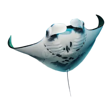 a white and black sting fish with its mouth open