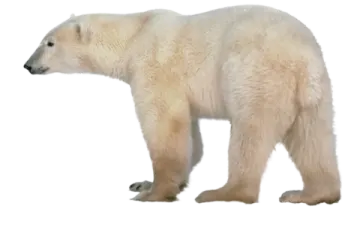 a polar bear standing in front of white background