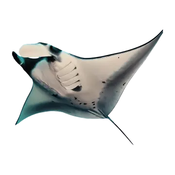 a manta ray swimming in the ocean