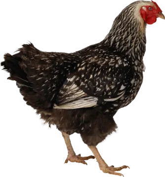 a black and white chicken on a white background