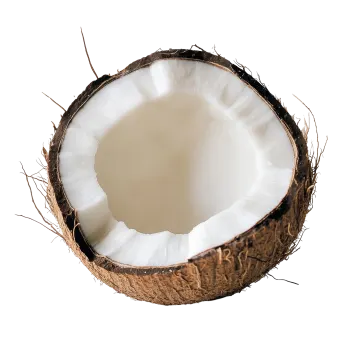 a half of coconut on a white background