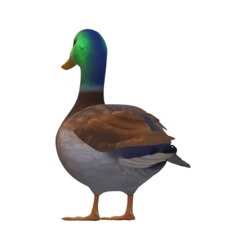 a duck is standing on a white surface