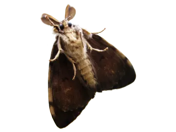 a close up of a brown moth