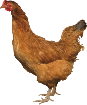 the chicken is brown
