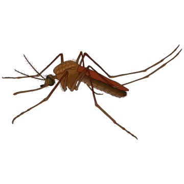 a mosquito on a white background