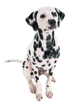 a black and white dog sitting on a white background