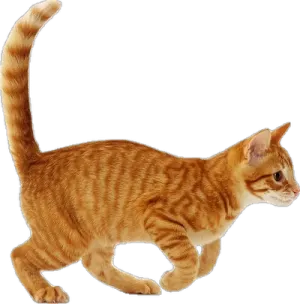 an orange cat walking across a white surface