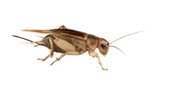 a close up view of a cricket on a white background