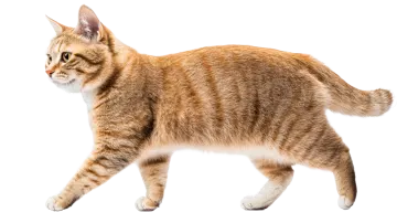 a cat walking on a white background