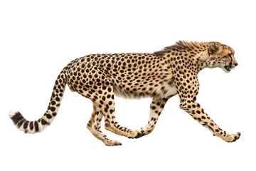 a che spotted che hypostecus walking