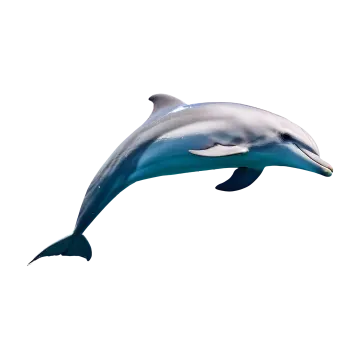 a dolphin jumping in the air on a white background