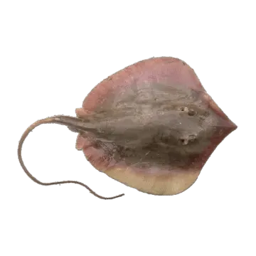 a close up of an animal's skin
