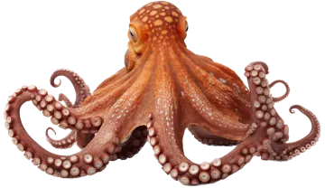 an octopus is sitting on a white surface