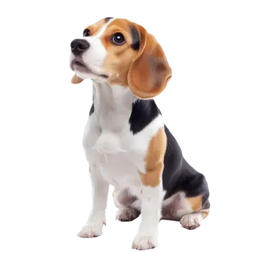 a small dog sitting on the ground looking up