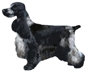 a black and white dog standing on a white background