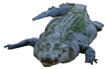 an alligator is laying down on the ground