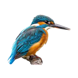 a bird sitting on top of a tree branch