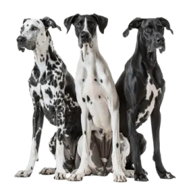 a group of dogs sitting next to each other dogs