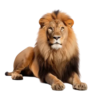a lion laying down on a white background