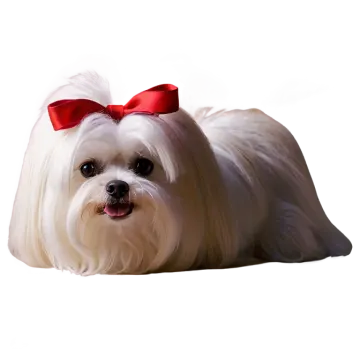 a white dog with a red bow laying down