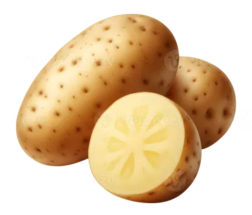 two potatoes on a white background
