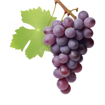 a bunch of grapes on a white background