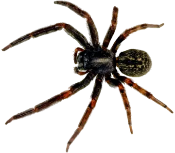 a tara tara spider on a white background