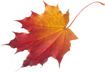 a red and yellow maple leaf