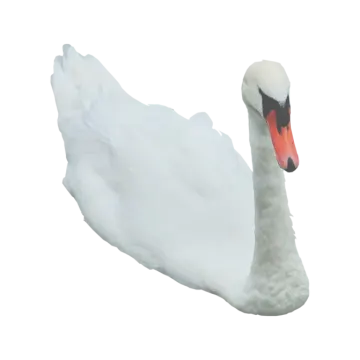 a white swan