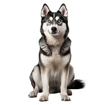 a black and white husky dog sitting down
