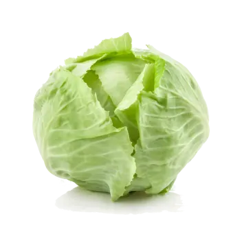 a head of cabbage on a white background