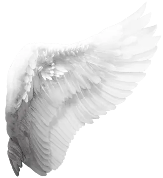 black and white wings on a white background