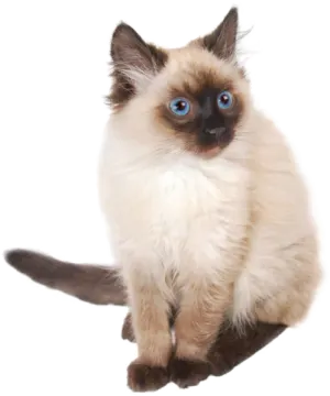 a cat with blue eyes sitting on a white surface