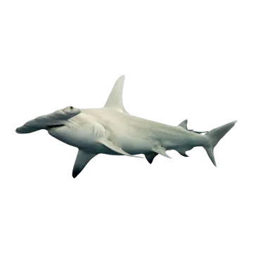 a white shark swimming in the ocean