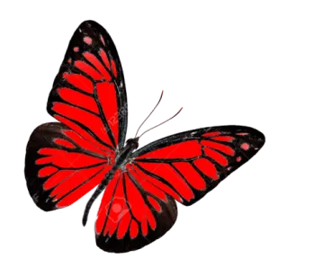 a red butterfly on a white background