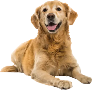 a brown dog laying down with its tongue out
