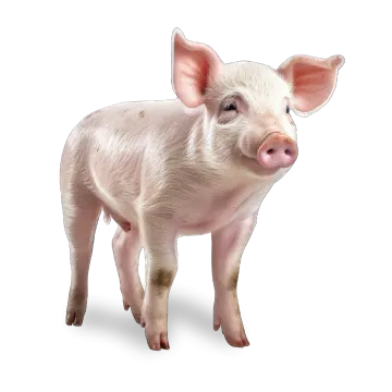 a small pig standing on a white surface