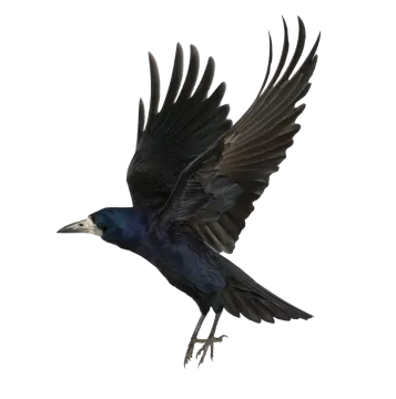 a black bird is flying in the air