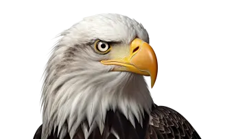 a close up view of an eagle's head
