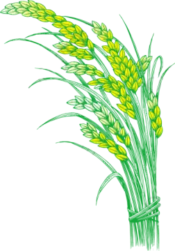 an illustration of a bunch of wheat