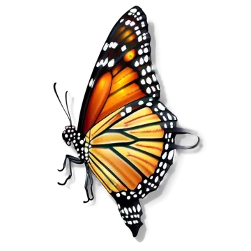 a monarch butterfly on a white background