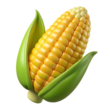 an ear of corn on a white background