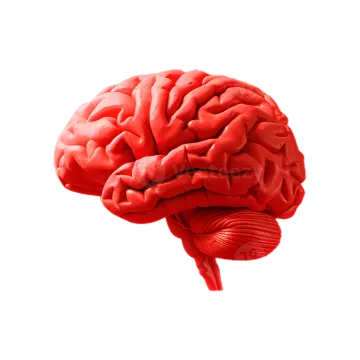 an image of the human brain