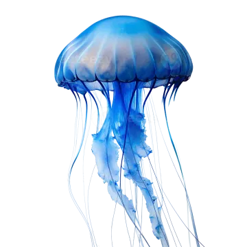 a blue jellyfish on a white background