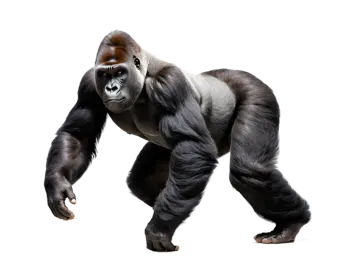 a gorilla standing in front of a white background