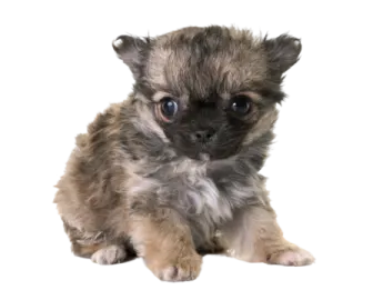 a small brown and black dog with blue eyes