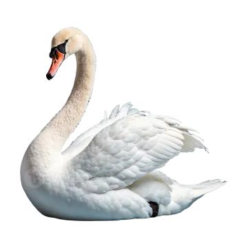a white swan is swimming in the water