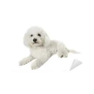 a small white dog laying down on the ground