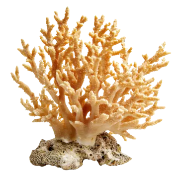 a close up of a coral on a white background