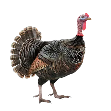 a turkey that is standing on a white background